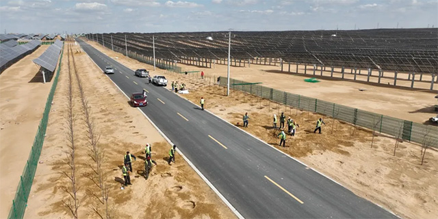 在庫布其沙漠鄂爾多斯中北部新能源基地一期標准地建設項目-林、農互補工程現場，工人們正在加緊栽種道路兩旁的綠化景觀苗木。