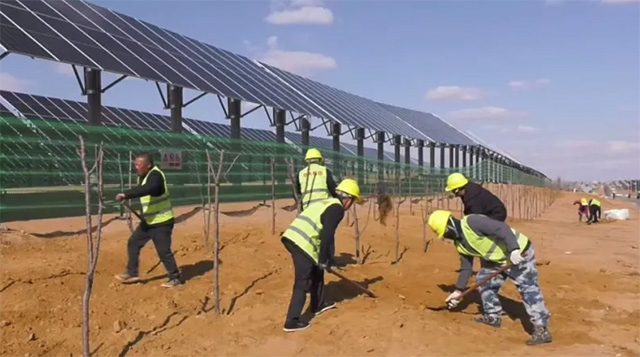 庫布其沙漠鄂爾多斯中北部新能源基地一期標准地建設項目-林、農互補工程現場，工人們正在搶抓工期栽植道路兩旁的苗木。