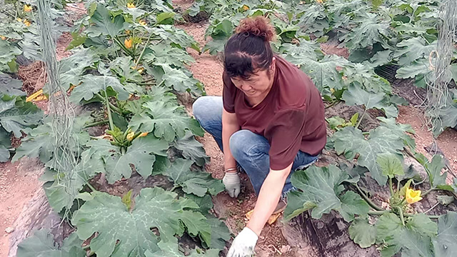 脫貧戶張桂娥在大棚裡除草。