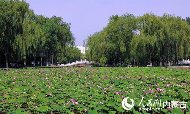 烏海市人民公園一景。烏海市委宣傳部供圖