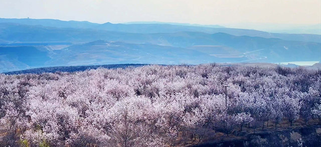 漫山杏花 准格尔旗宣传部供图