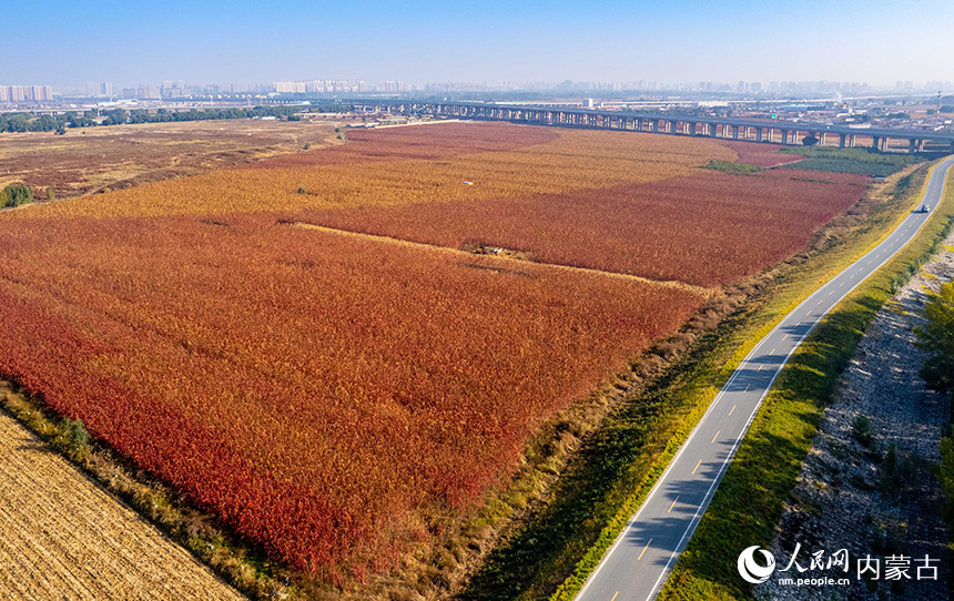 呼和浩特市玉泉区延大黑河农业景观带种植的五彩藜麦进入成熟期，五彩斑斓的的麦穗为大地涂上了别样色彩。丁根厚摄