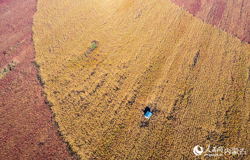 呼和浩特市玉泉区延大黑河农业景观带种植的五彩藜麦进入成熟期，五彩斑斓的的麦穗为大地涂上了别样色彩。丁根厚摄