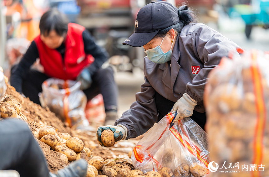 呼和浩特市玉泉区美通农产品批发市场，商户在卸载、整理准备销售的冬储土豆。丁根厚摄