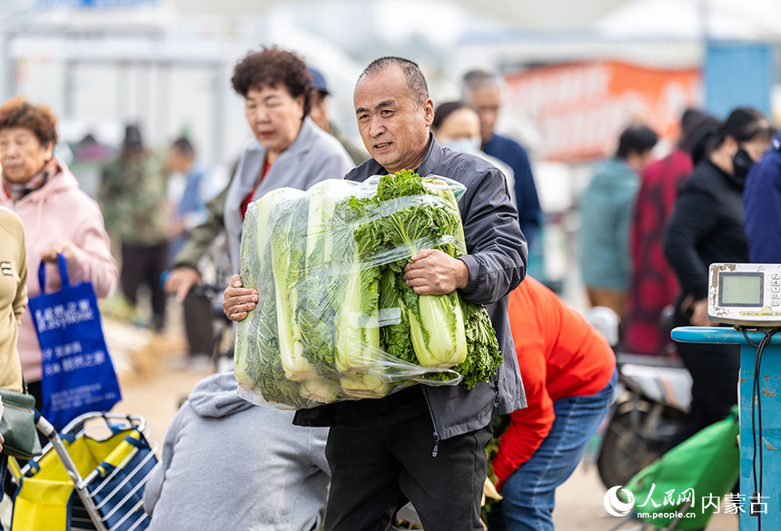 呼和浩特市玉泉区美通农产品批发市场，市民在采购冬储大白菜。丁根厚摄