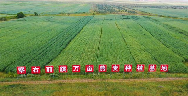 察右前旗萬畝燕麥種植基地。