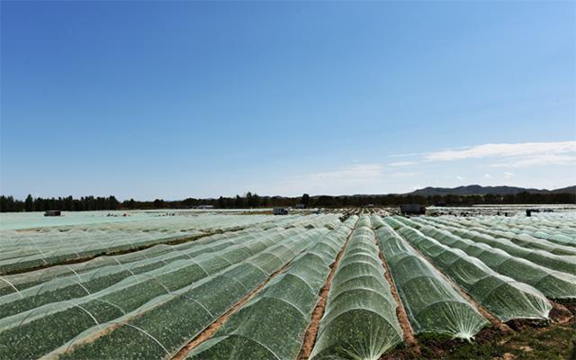 興和縣大同夭鄉菠菜種植長勢喜人，綠油油的菠菜即將發往全國各地。張曉鵬攝