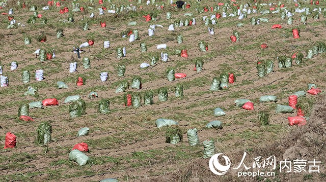 萝卜装袋。实习生 李蓉摄