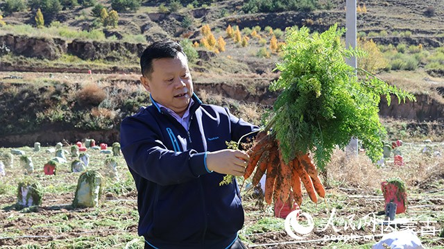 有机胡萝卜。实习生 李蓉摄