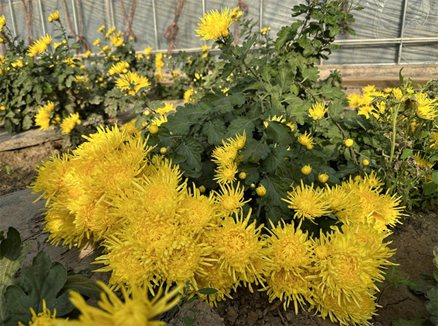 （養殖的金絲皇菊 烏海市海勃灣區濱河街道中河源社區提供）