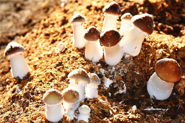 長勢喜人的赤鬆茸。關雪峰攝