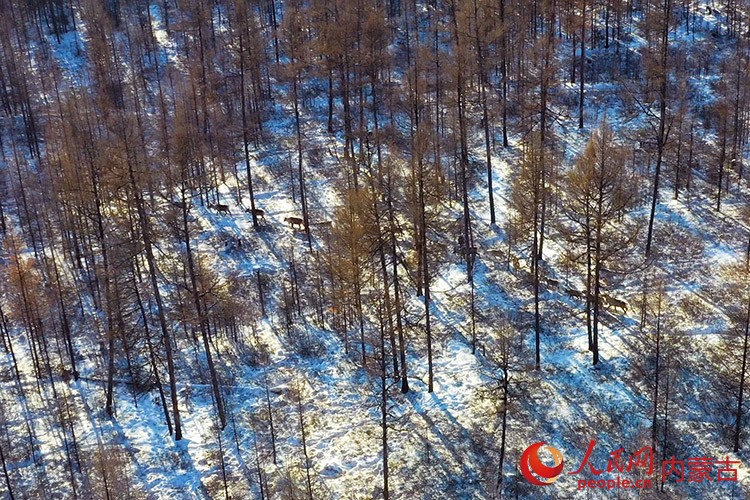 馴鹿穿行在林海間。根河市融媒體中心供圖