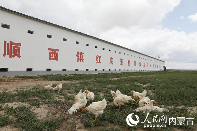 芪林鸡养殖基地。受访单位供图