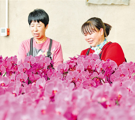 花卉产业兴乡村