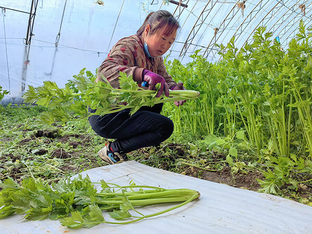 异地移民搬迁户在自家暖棚割芹菜