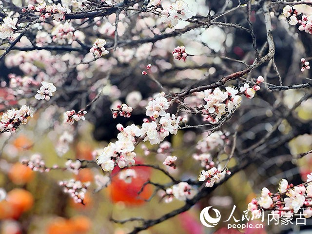 春雨中的杏花旖旎绽放。实习生 朱昱晗摄