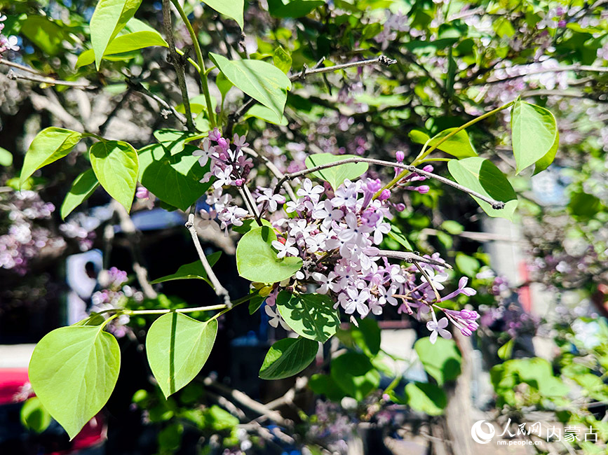 丁香花盛开。实习生 刘瀛摄