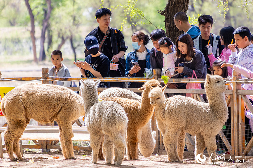 5月2日，家長陪伴孩子在呼和浩特玉泉區大黑河郊野公園萌寵樂園內與羊駝親密互動。丁根厚攝