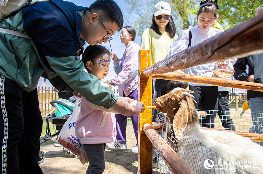5月2日，家長指導孩子在呼和浩特玉泉區大黑河郊野公園萌寵樂園內投喂小動物。丁根厚攝