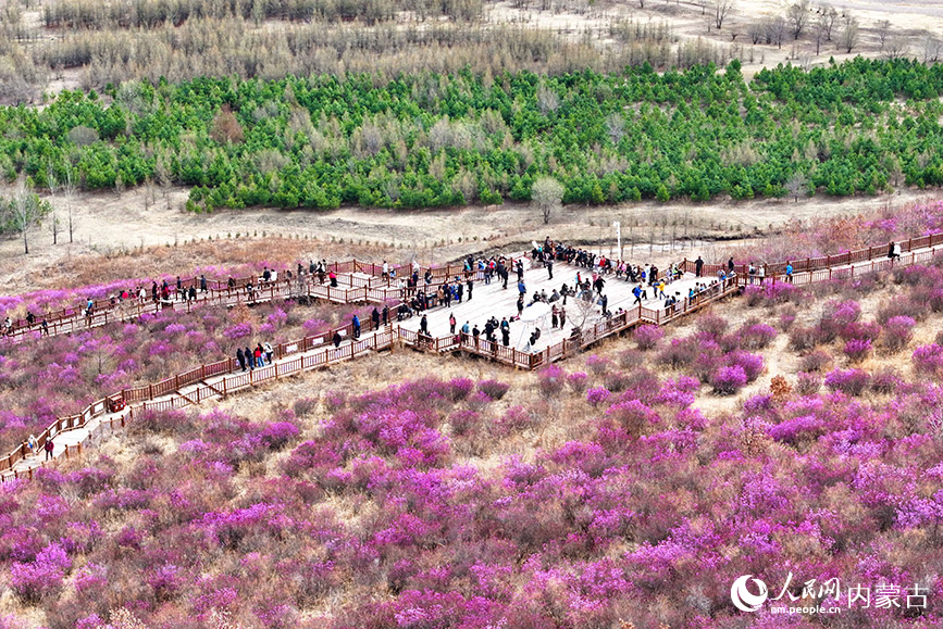 杜鵑花漫山遍野。王正攝