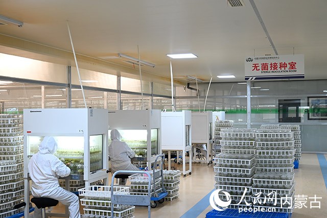 内蒙古希森马铃薯种业有限公司组培车间内部。人民网记者 刘艺琳摄