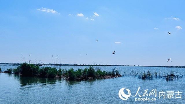 哈素海飞翔的候鸟。实习生 王瑞摄