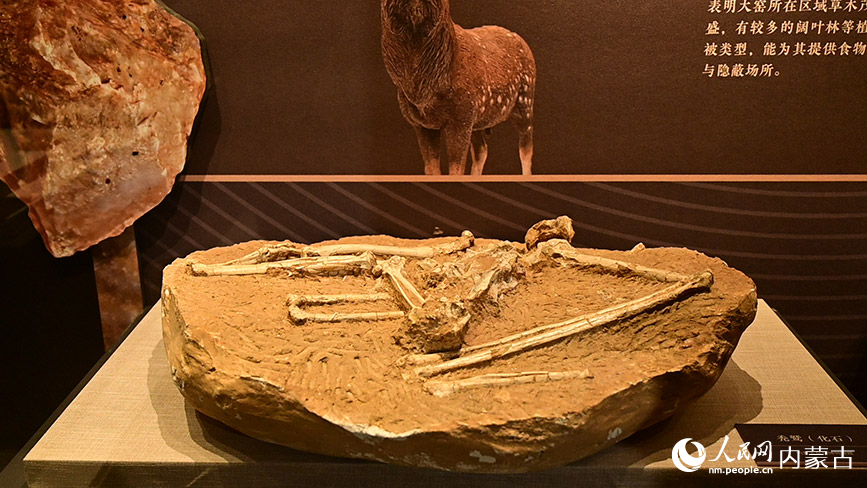 《石啟北疆·舊石器時代華章——大窯遺址考古成果展》展品。人民網記者 寇雅楠攝