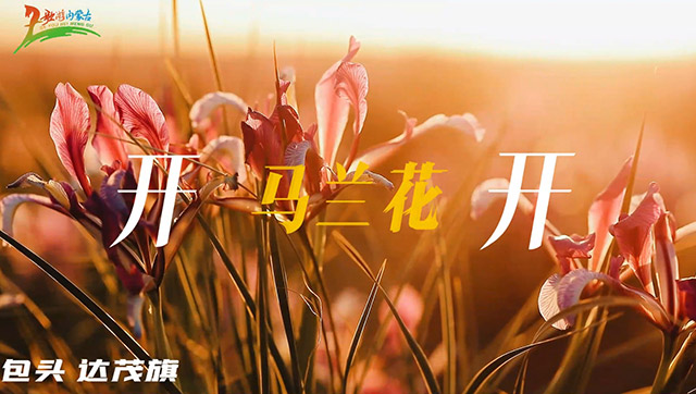 追着花期去流浪，马兰花开内蒙古