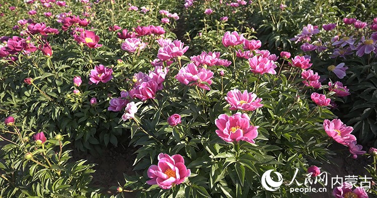 南山旅游景區千畝芍藥花綻放。主辦方供圖