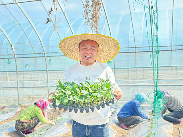 种植户正在移栽辣椒