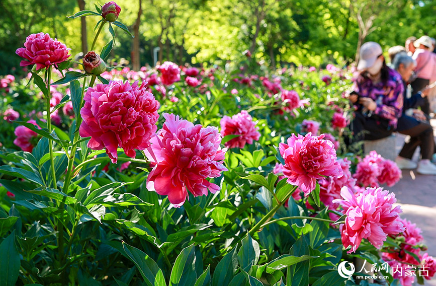 6月3日，游客在呼和浩特市玉泉区锡林公园芍药园区拍照游玩。丁根厚摄