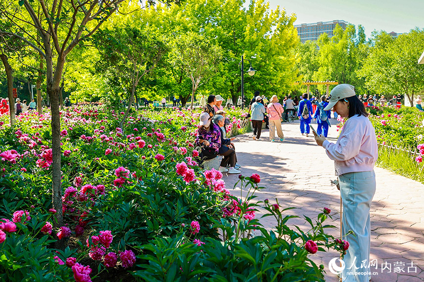 6月3日，游客在呼和浩特市玉泉区锡林公园芍药园区拍照游玩。丁根厚摄