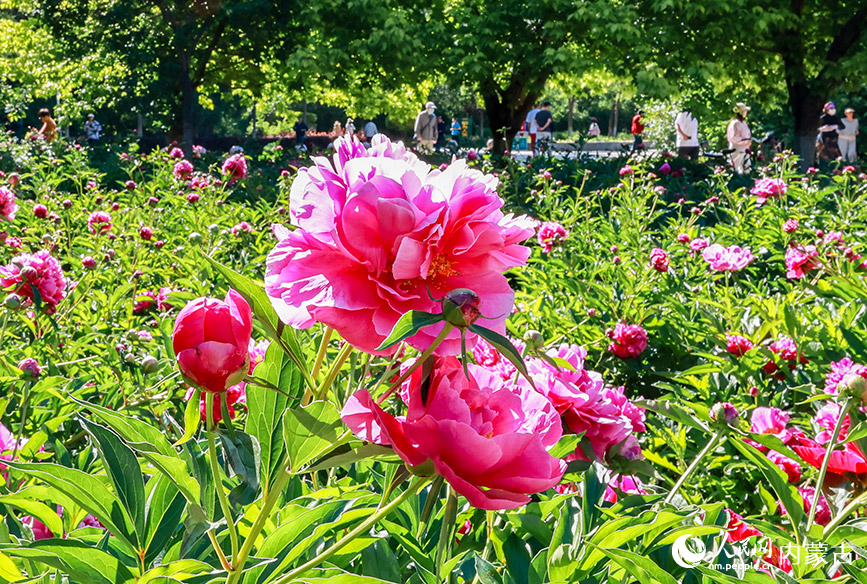 6月3日，游客在呼和浩特市玉泉区锡林公园芍药园区拍照游玩。丁根厚摄