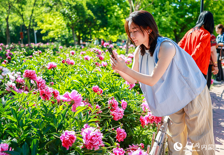 6月3日，游客在呼和浩特市玉泉區錫林公園芍藥園區拍照游玩。丁根厚攝