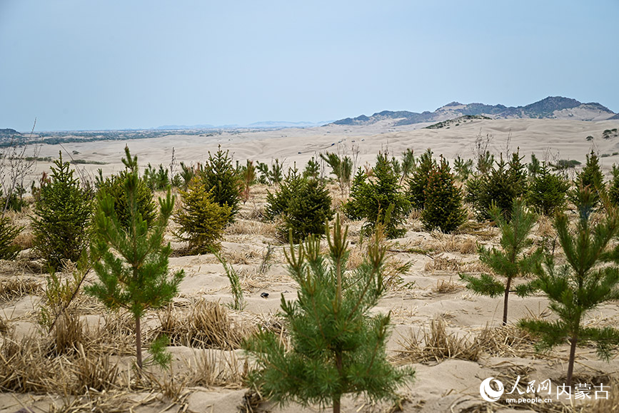 呼勒线穿沙公路周边沙地里栽种2个月的苗木。实习生 贾志红摄