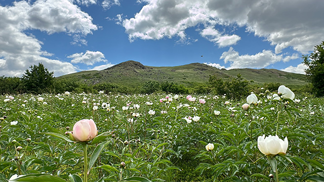 科右前旗仿野生种植基地赤芍花海。王苏日古嘎摄