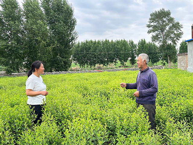 科右前旗示范基地药材起到领作用。王苏日古嘎摄