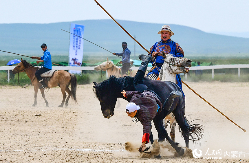 騎手在比賽中從馬背上摔落。王正攝