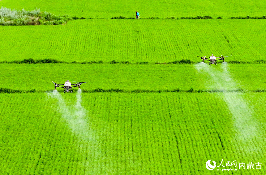 農用無人機在扎賚特旗好力保鎮五道河子村高標准農田裡作業。王正攝