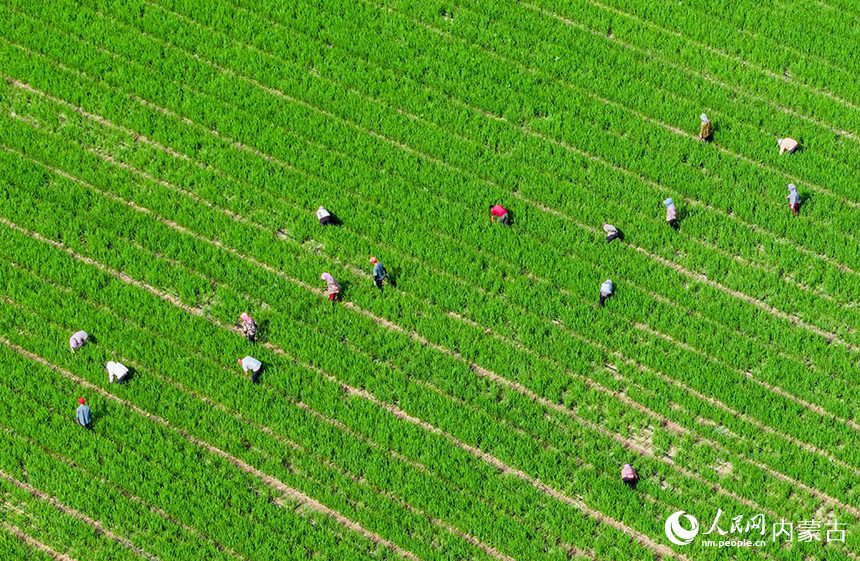 農民在扎賚特旗好力保鎮五道河子村高標准農田裡作業。王正攝