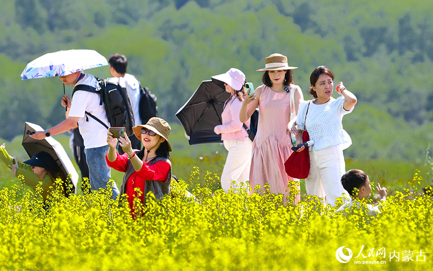 7月12日，游客在額爾古納市蒙兀室韋蘇木奧洛契庄園油菜花海游覽。王正攝