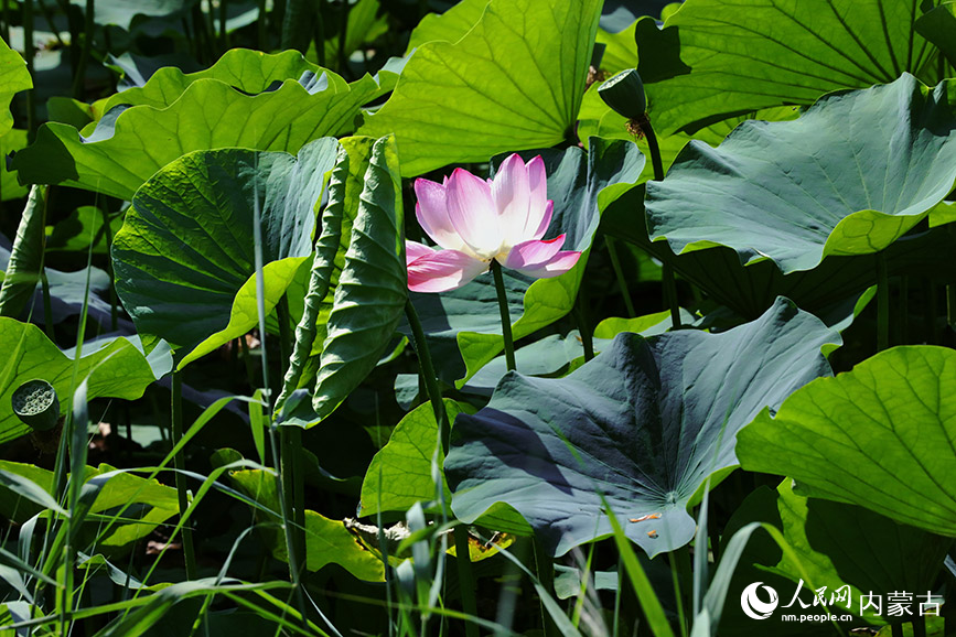 荷花盛开，摇曳生姿。实习生 董昱摄