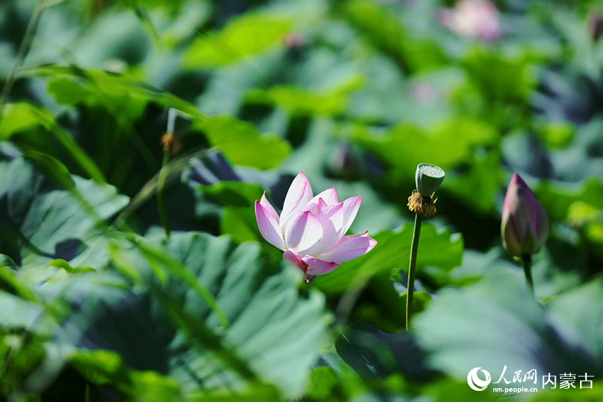 荷花盛开，摇曳生姿。实习生 董昱摄