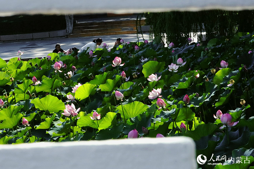 荷花盛开，摇曳生姿。实习生 董昱摄
