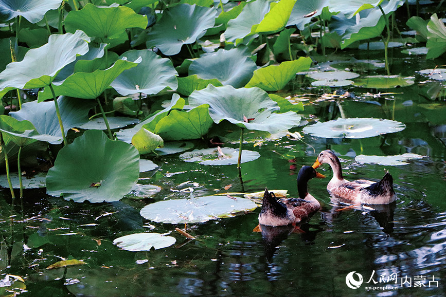夏日荷池。实习生 王伊蕊摄