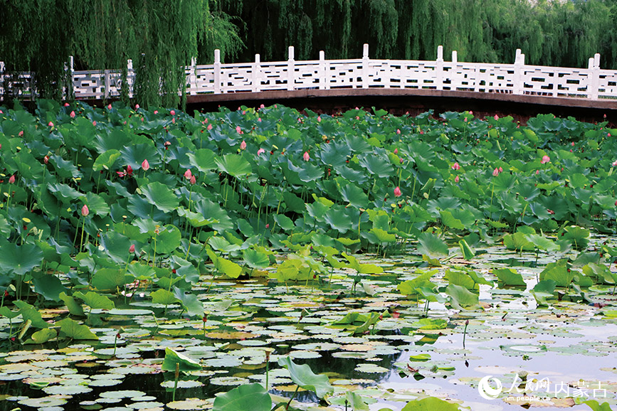 夏日荷花。实习生 王伊蕊摄