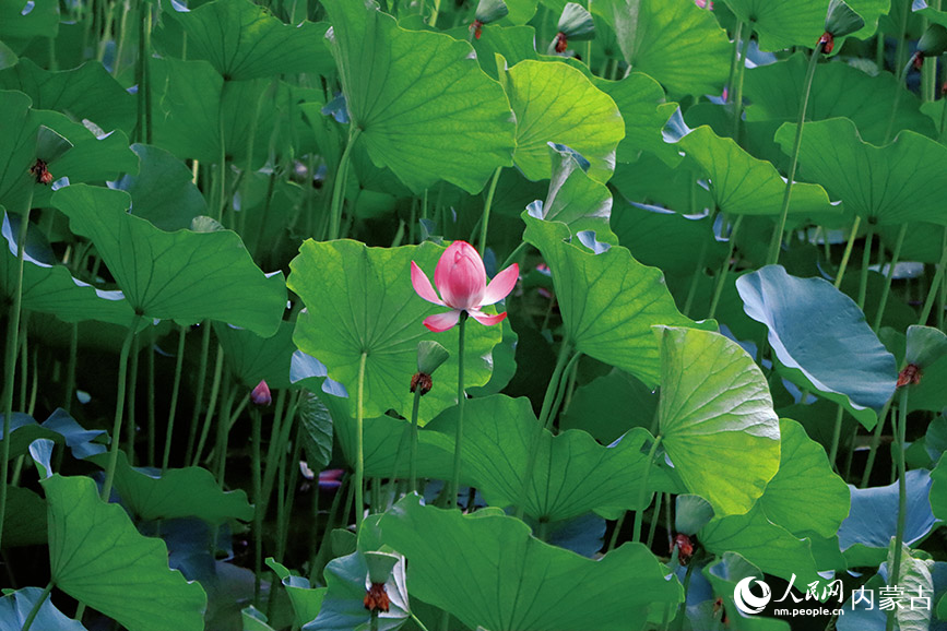 夏日荷花。实习生 王伊蕊摄