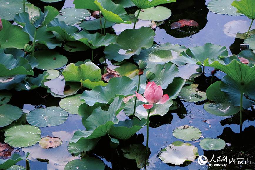 夏日荷花。实习生 王伊蕊摄