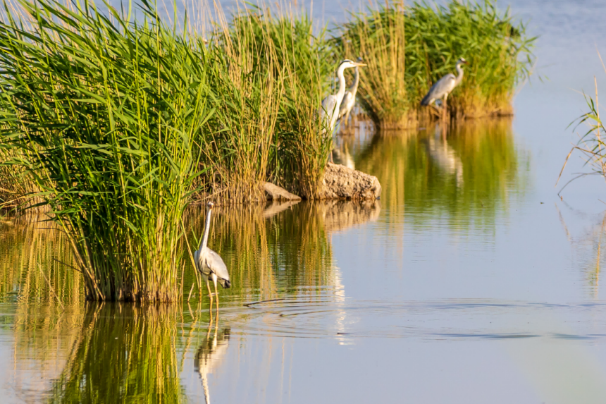 候鳥在托克托縣黃河濕地蘆葦叢佇立覓食。張瑋攝