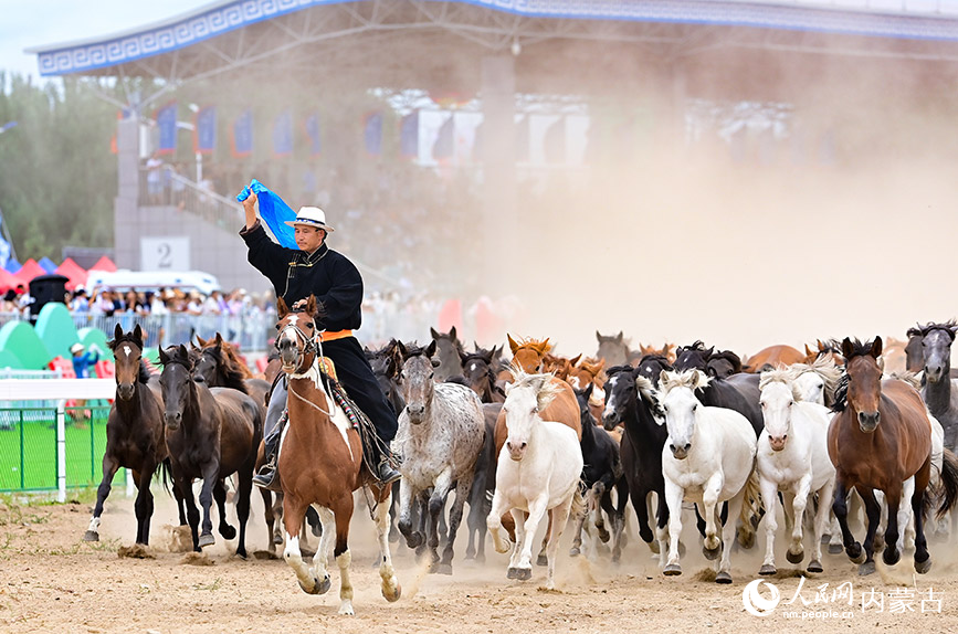 8月8日，蒙古马在开幕式上驰骋。王正摄